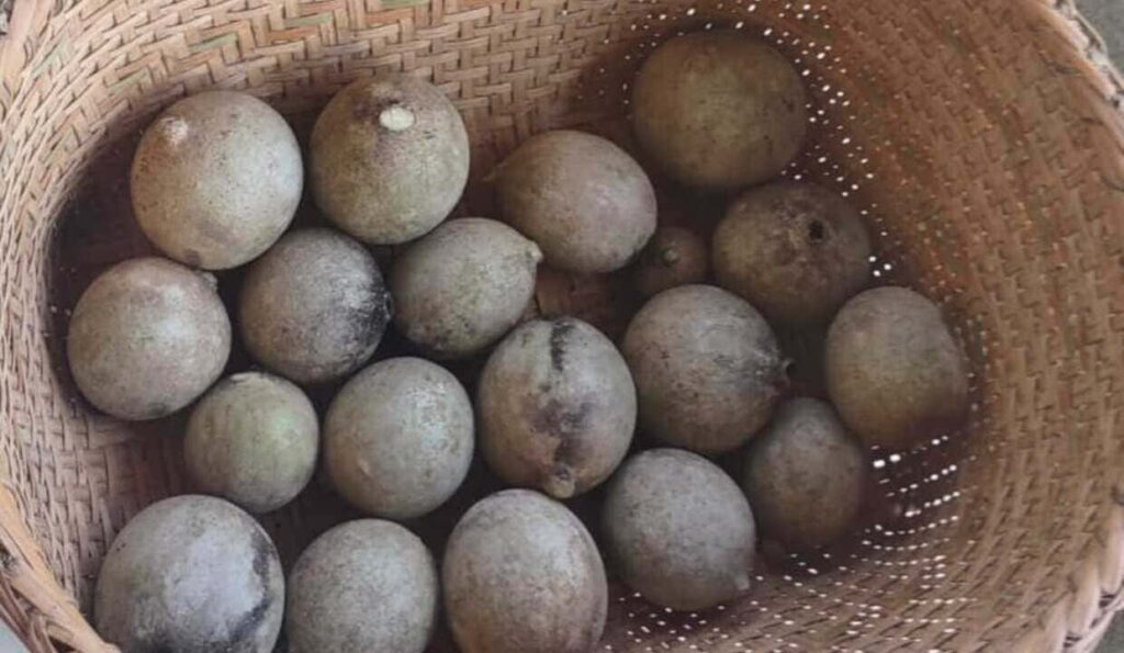 Jenipapo: mais do que fruta, uma herança viva da floresta amazônica