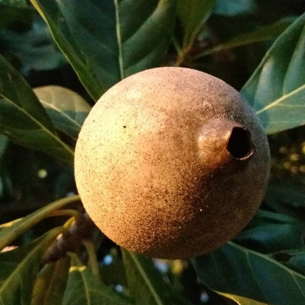 Jenipapo: mais do que fruta, uma herança viva da floresta amazônica
