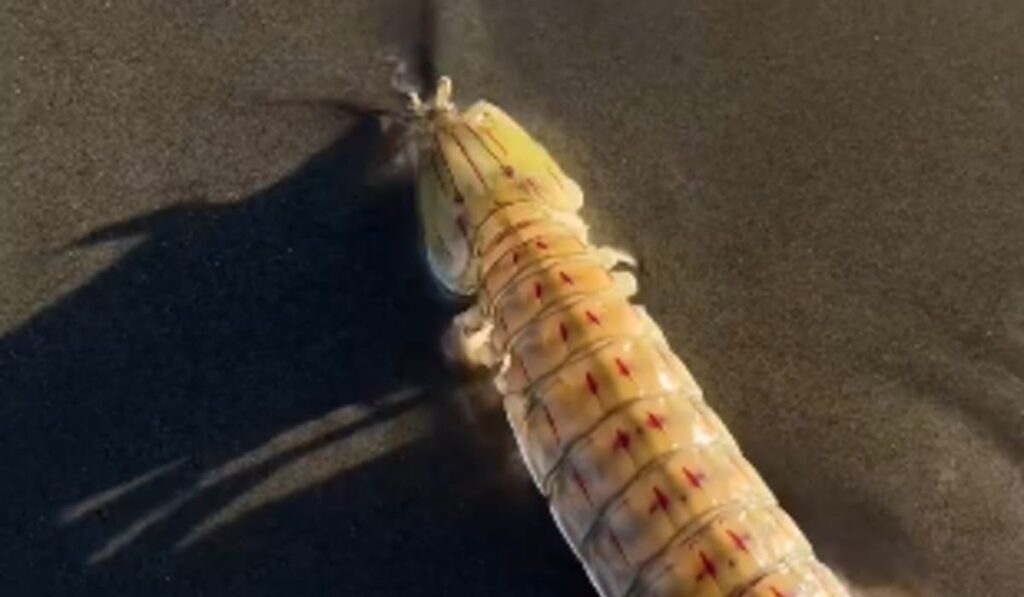 Lagosta-boxeadora ataca banhista em Peruíbe e viraliza nas redes