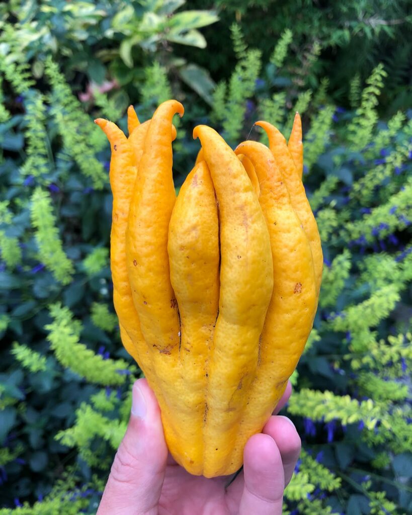 Você já viu essa fruta exótica? O limão que parece uma mão encanta pelo visual e aroma único