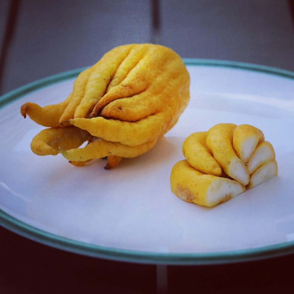 Você já viu essa fruta exótica? O limão que parece uma mão encanta pelo visual e aroma único