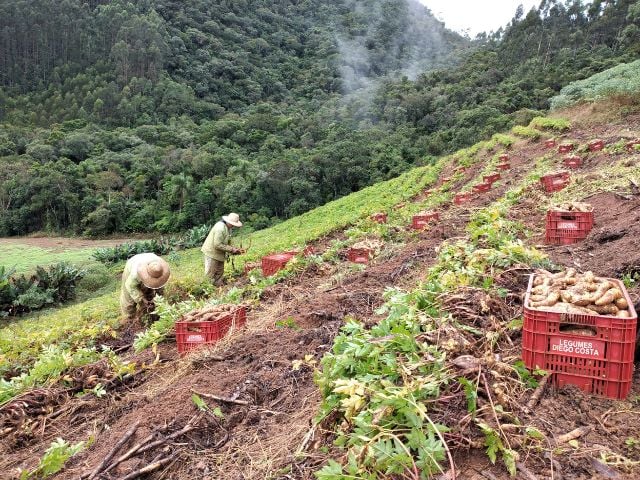 Santa Catarina transforma produção de mandioquinha-salsa com cultivares mais produtivos