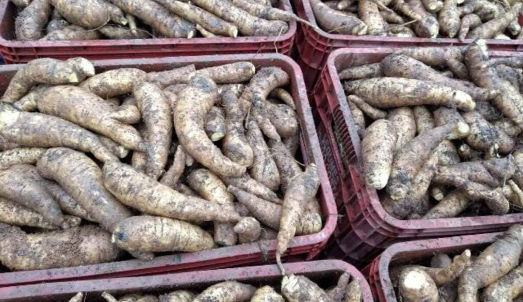 Santa Catarina transforma produção de mandioquinha-salsa com cultivares mais produtivos