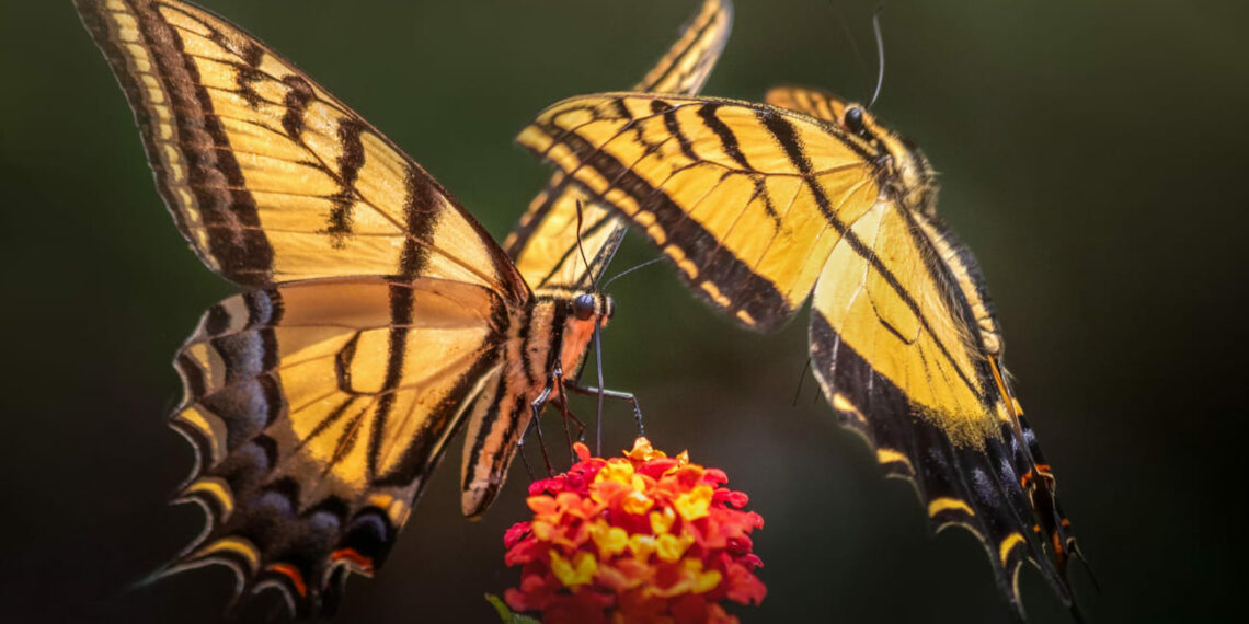 O truque perfumado das mariposas: como elas usam o aroma das plantas para acasalar