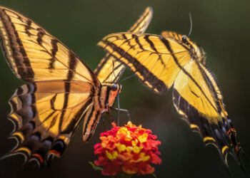 O truque perfumado das mariposas: como elas usam o aroma das plantas para acasalar