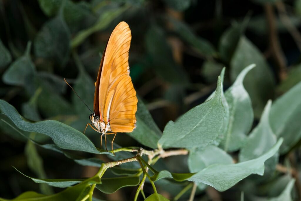 O truque perfumado das mariposas: como elas usam o aroma das plantas para acasalar