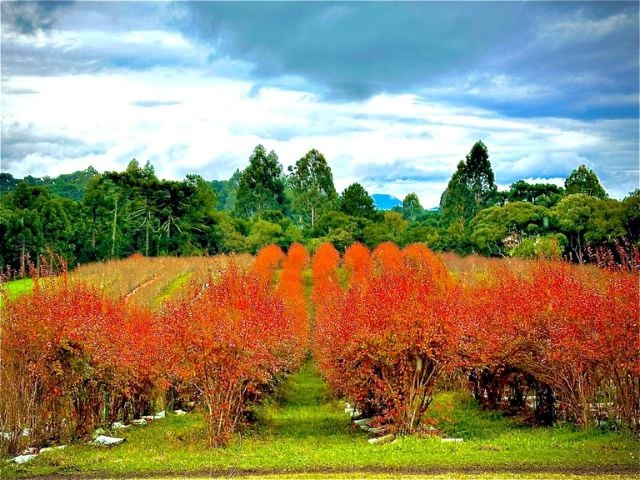 Mirtilo impulsiona economia de Palmeira e atrai olhares para cultivo em áreas reflorestadas