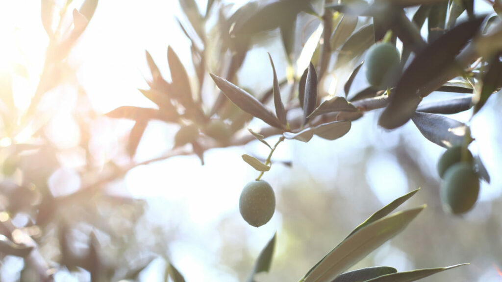 Geadas no campo: como o manejo correto das hortaliças pode salvar a lavoura
