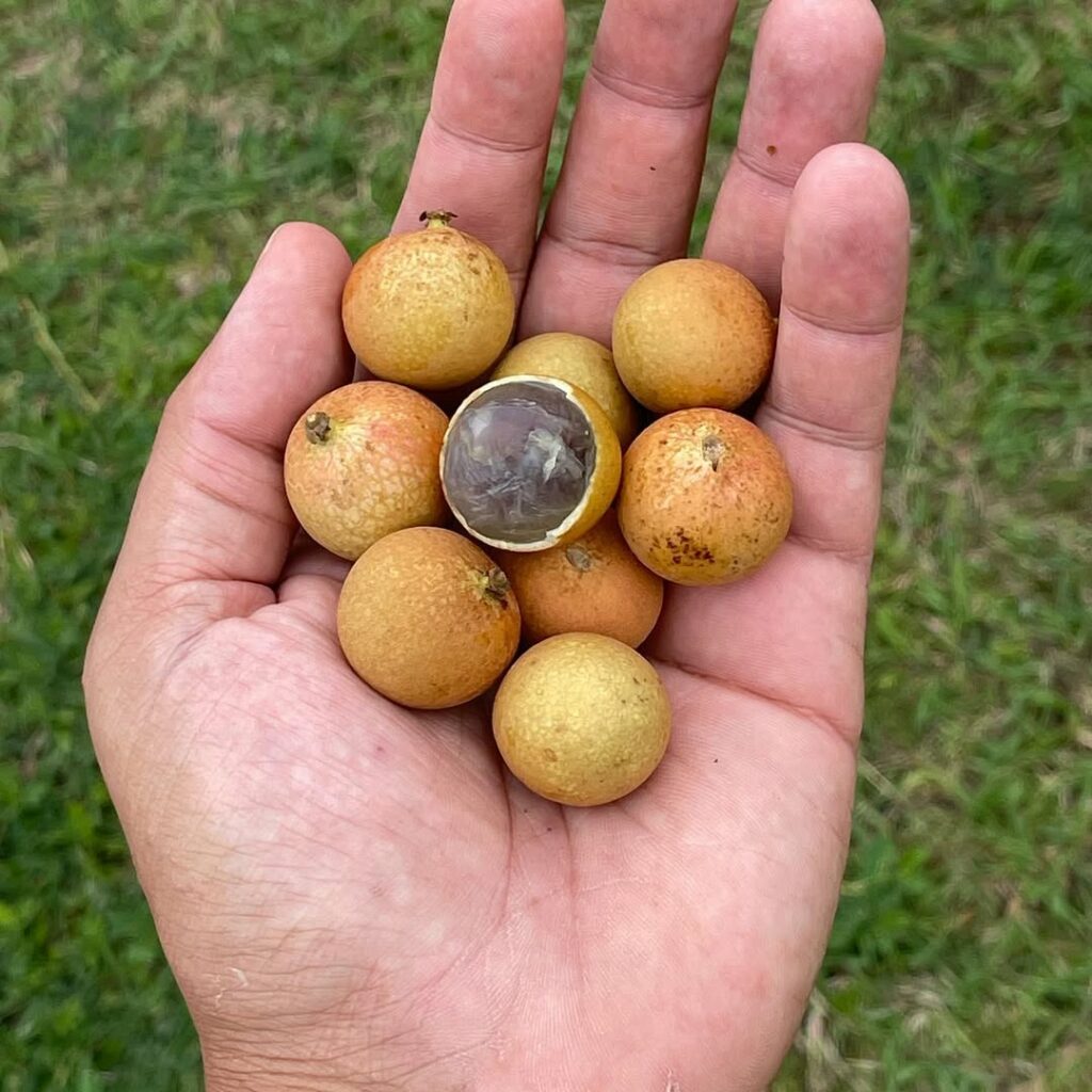 Olho-de-dragão: a fruta exótica que encanta com sabor doce e aparência mística
