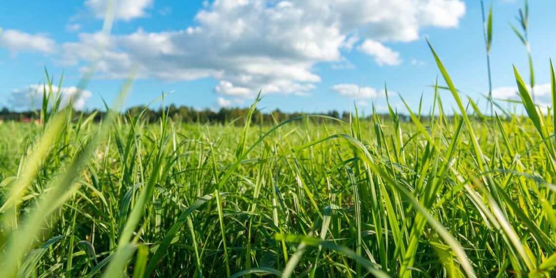 Meu Imóvel Rural: governo lança app que reúne dados e documentos de imóveis em poucos cliques