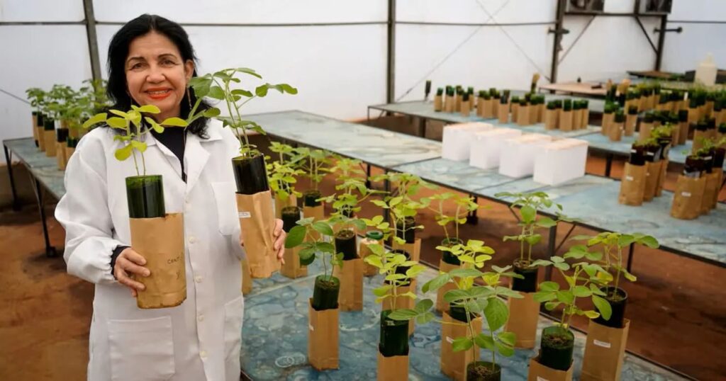 Brasil conquista o Nobel da Alimentação com inovação no campo