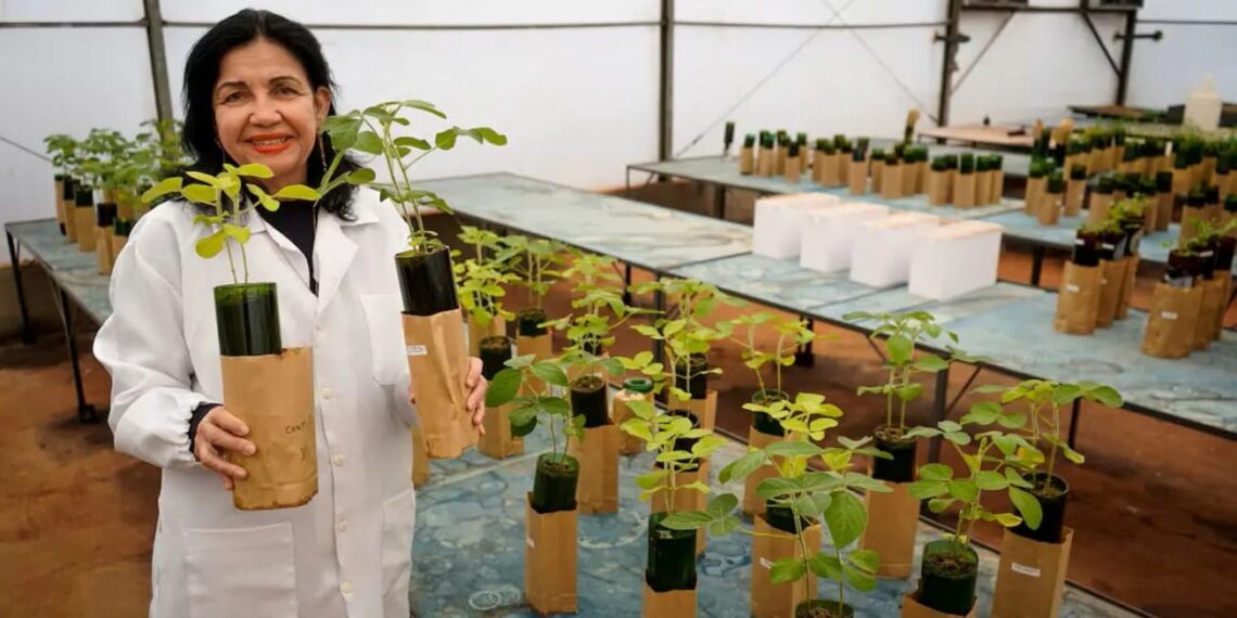 Brasil conquista o Nobel da Alimentação com inovação no campo