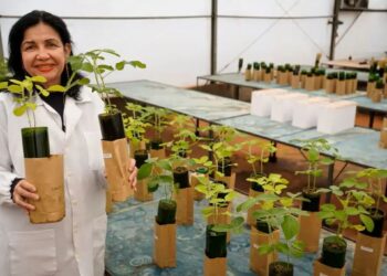 Brasil conquista o Nobel da Alimentação com inovação no campo