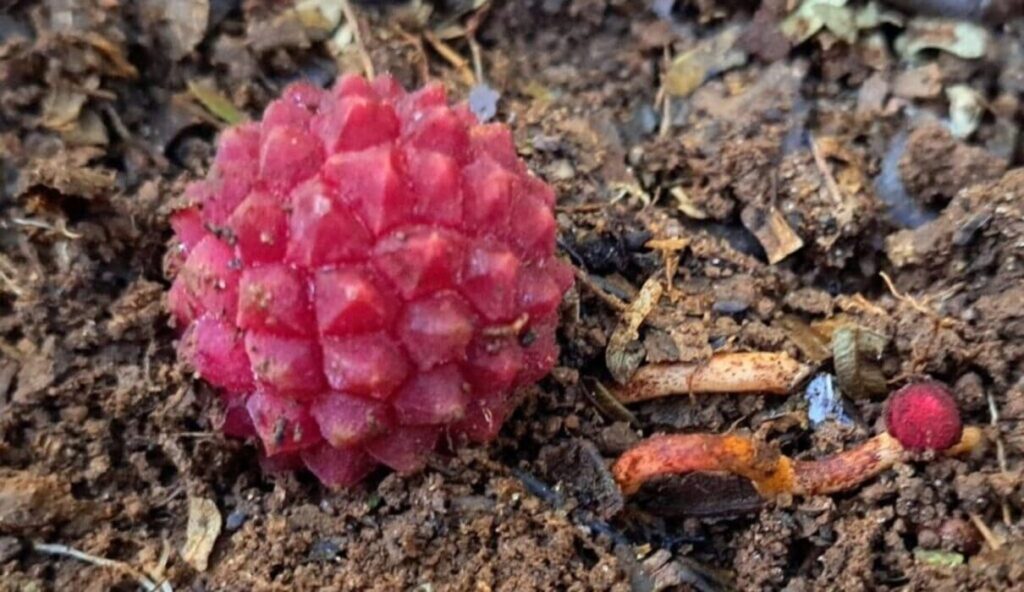 Planta parasita rara reaparece em Minas e intriga pesquisadores