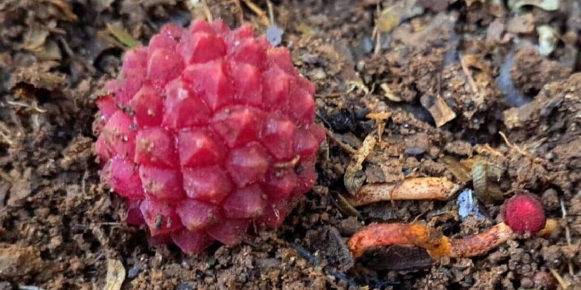 Imagem: Acervo Fazenda Santa Helena