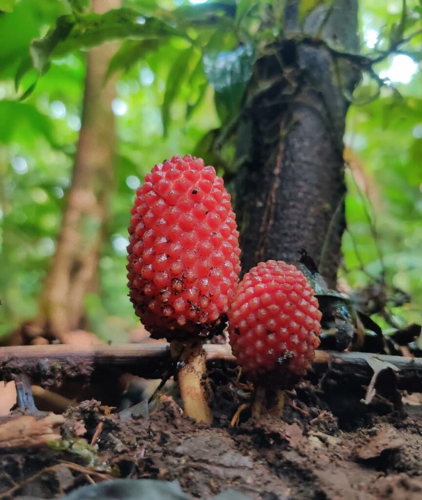 Planta parasita rara reaparece em Minas e intriga pesquisadores