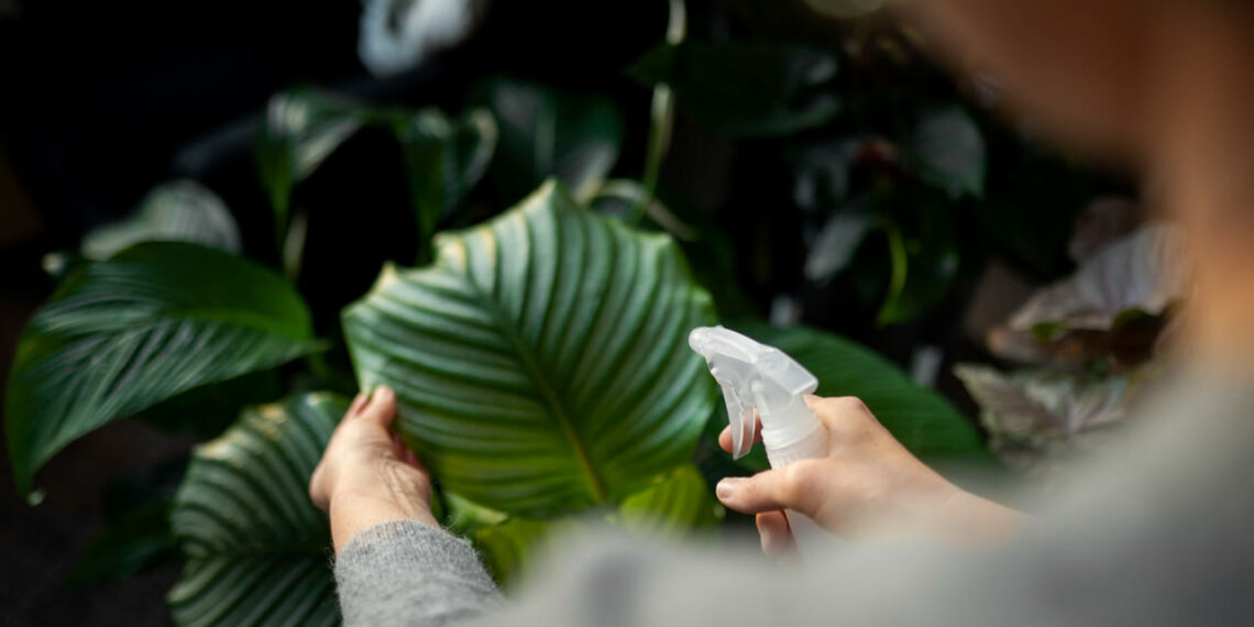 Plantas têm sentidos? Veja como elas reagem à luz, ao som e ao toque