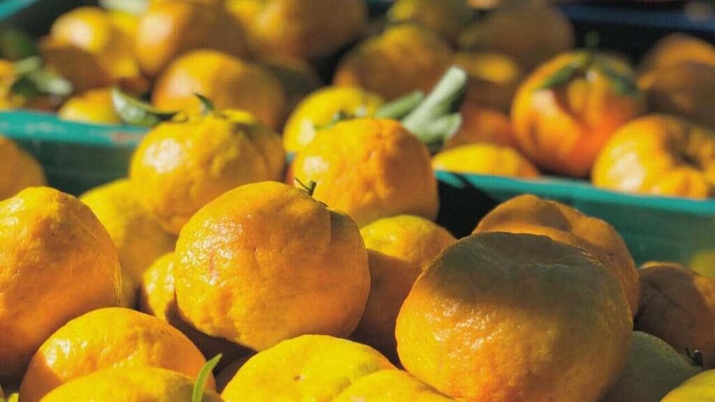 Cerro Azul é oficialmente reconhecida por sua ponkan e reforça liderança no cultivo da fruta