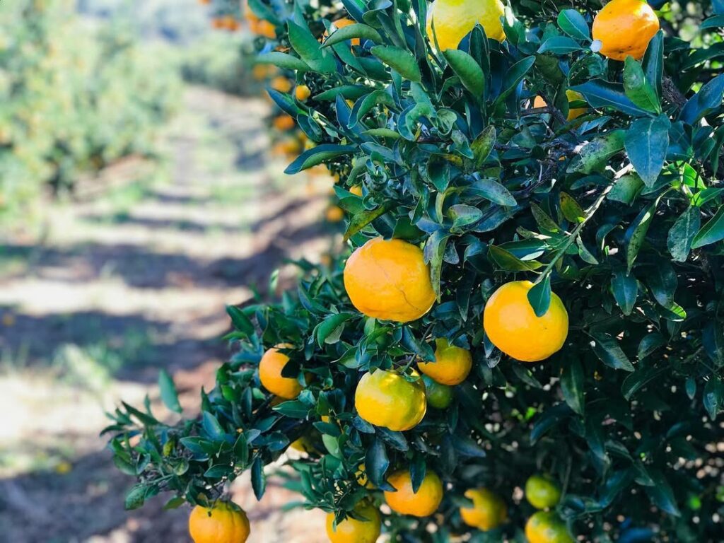 Cerro Azul é oficialmente reconhecida por sua ponkan e reforça liderança no cultivo da fruta