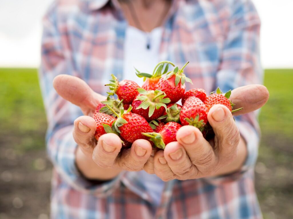 Febre do morango do amor aquece o mercado e vira fonte de renda para milhares