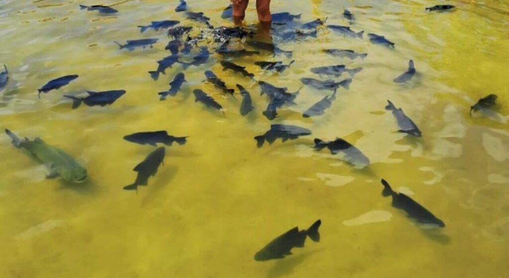 Óleos da Amazônia ganham destaque no combate natural a parasitas do tambaqui