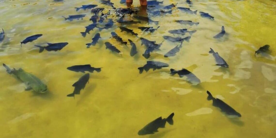 Óleos da Amazônia ganham destaque no combate natural a parasitas do tambaqui