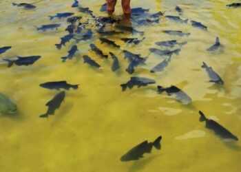 Óleos da Amazônia ganham destaque no combate natural a parasitas do tambaqui
