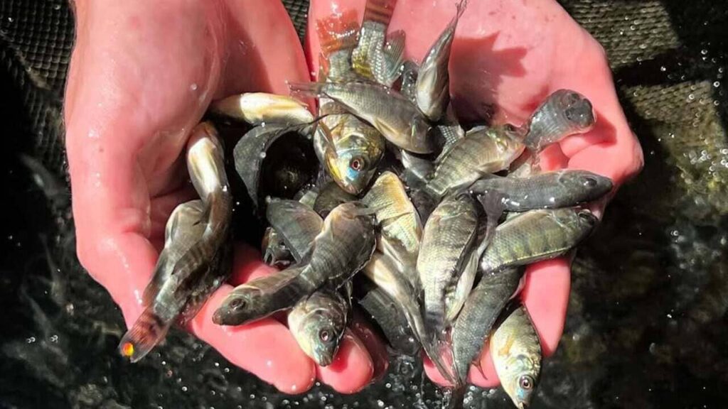 Brasil propõe classificar tilápia como espécie invasora e acende alerta no agronegócio