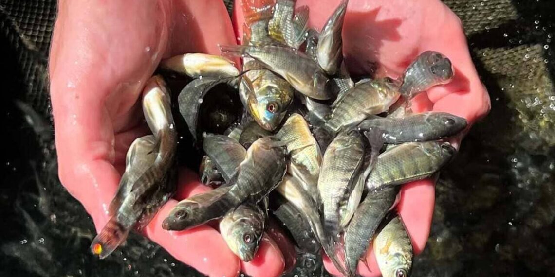 Goiás amplia incentivo à tilápia e impulsiona renda de pequenos produtores