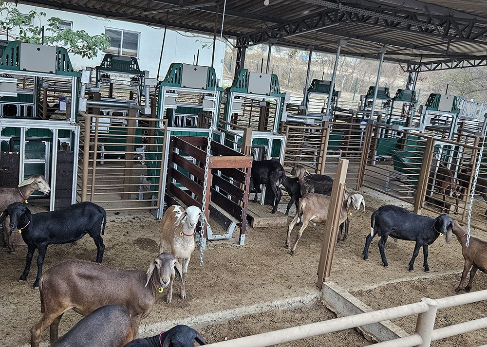 Criadores já podem testar reprodutores com eficiência alimentar na Embrapa