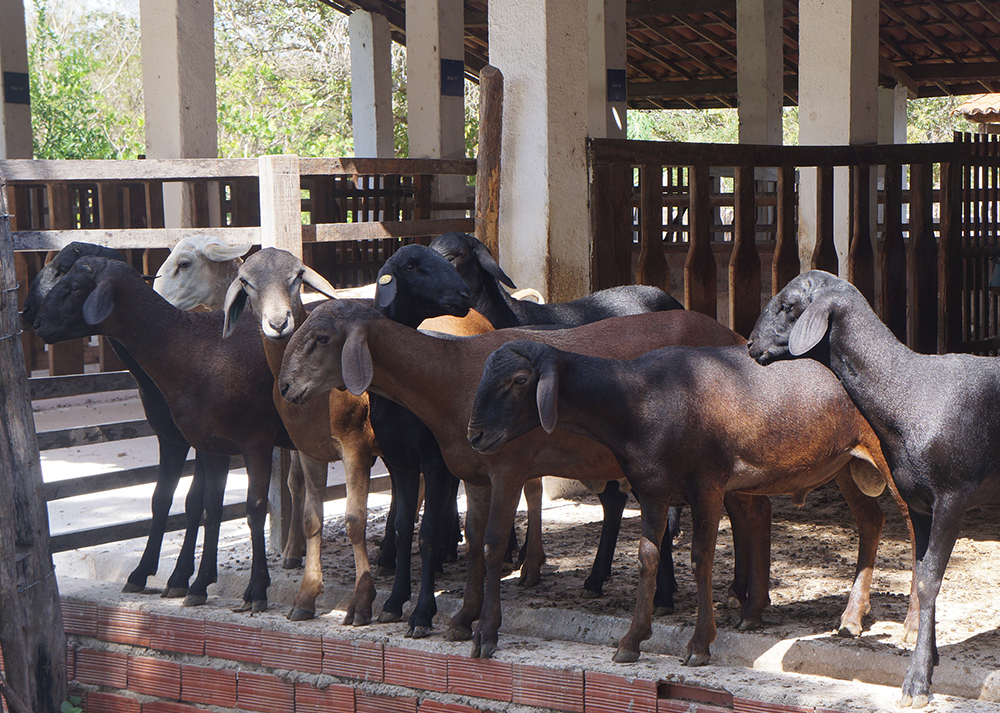 Criadores já podem testar reprodutores com eficiência alimentar na Embrapa