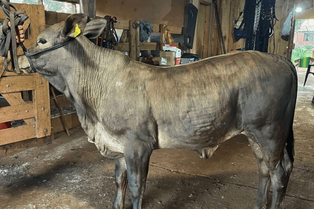 Greyman estreia na Expointer e promete revolucionar a pecuária de corte no país