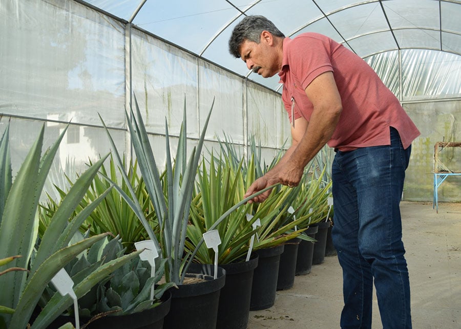 Agave tequilana ganha novo papel no Brasil e será transformado em etanol e forragem