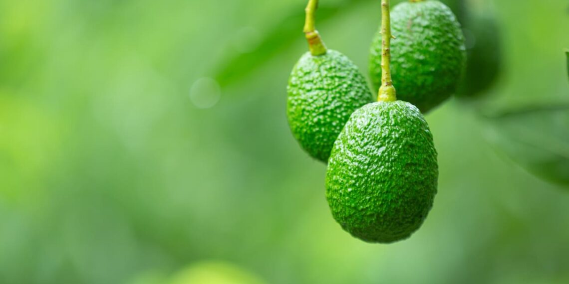 O elo invisível entre as abelhas nativas e a produção de abacate no Brasil