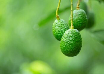 O elo invisível entre as abelhas nativas e a produção de abacate no Brasil