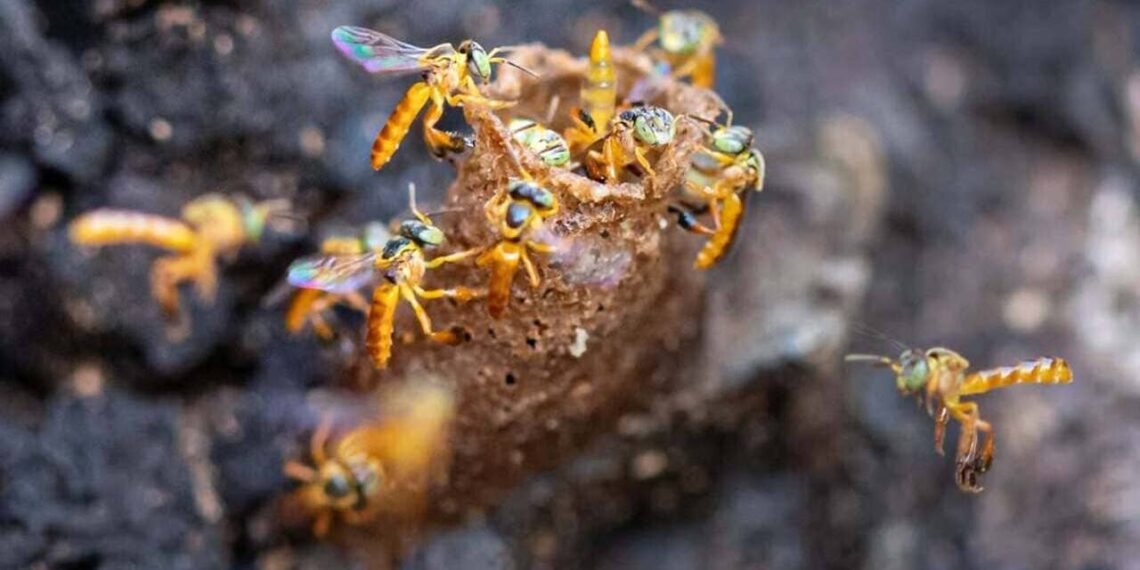 Imagem: amaurysantosfotografo