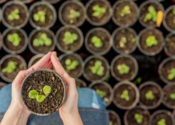 Premiação do Selo Agro Mais Integridade abre caminho para valorizar boas práticas no campo