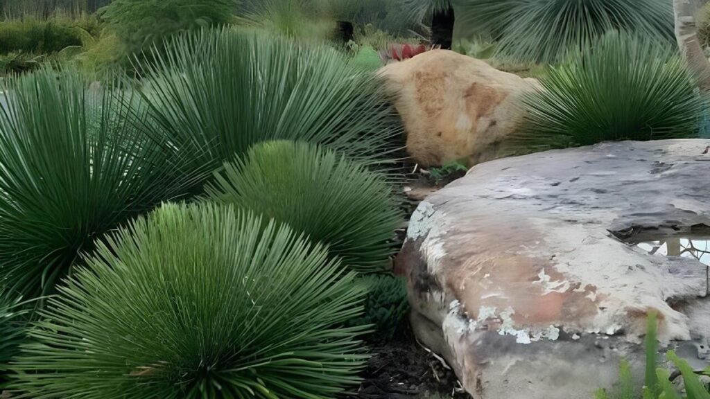 Agave palito: a suculenta mexicana que encanta pelo visual exótico