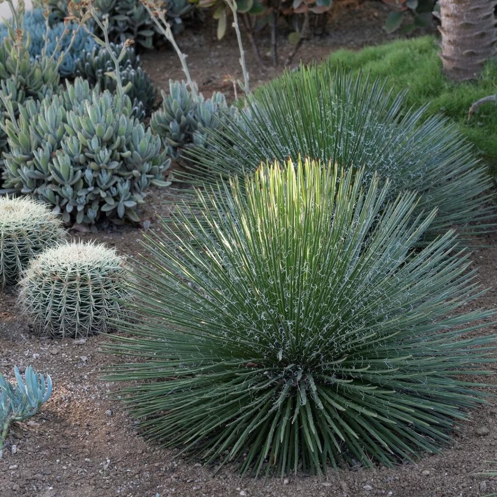 Agave palito: a suculenta mexicana que encanta pelo visual exótico