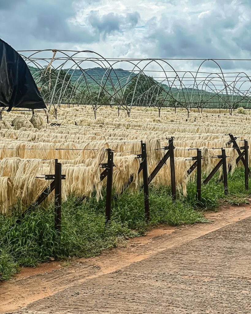 Sisal: do sertão ao décor, o poder da planta que resiste ao tempo