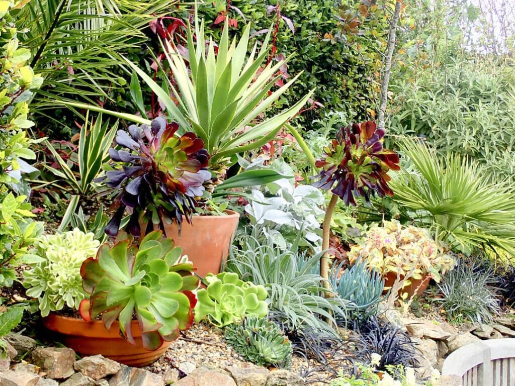 Sisal: do sertão ao décor, o poder da planta que resiste ao tempo