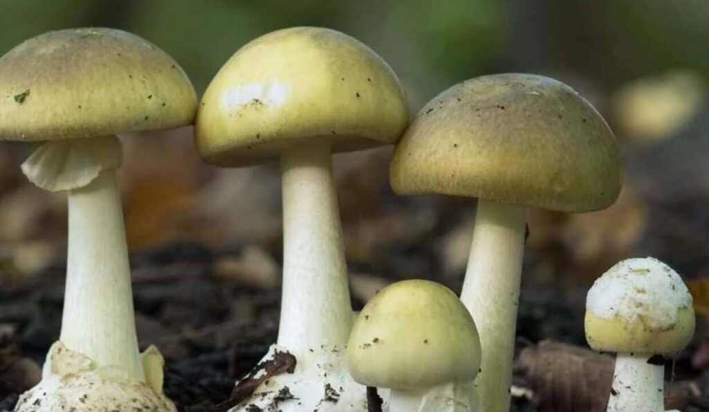 Amanita phalloides: o cogumelo mais letal do mundo pode se multiplicar sozinho