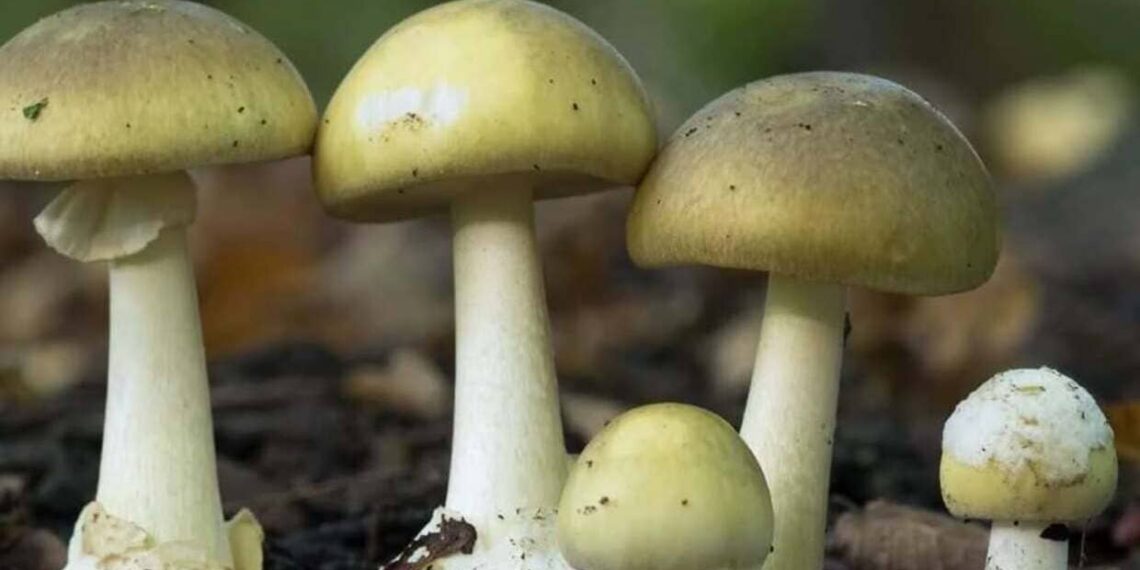 Imagem: brazilmushroom