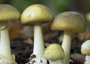 Imagem: brazilmushroom