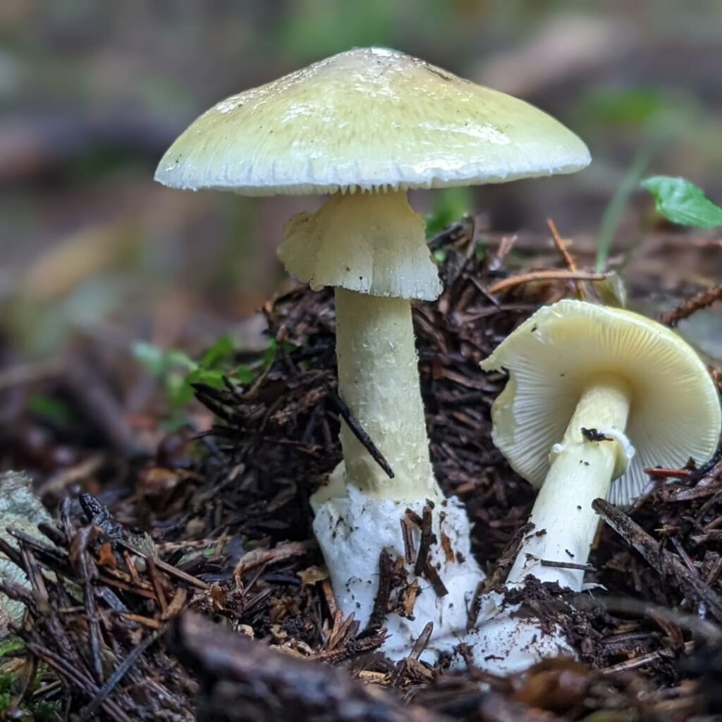 Amanita phalloides: o cogumelo mais letal do mundo pode se multiplicar sozinho