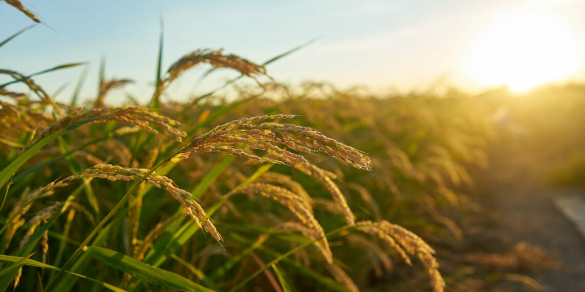 Queda histórica no arroz revela cenário crítico para produtores brasileiros
