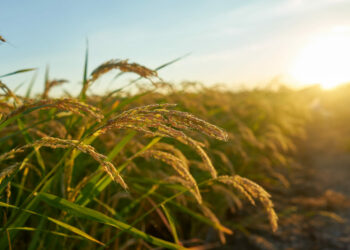 Queda histórica no arroz revela cenário crítico para produtores brasileiros