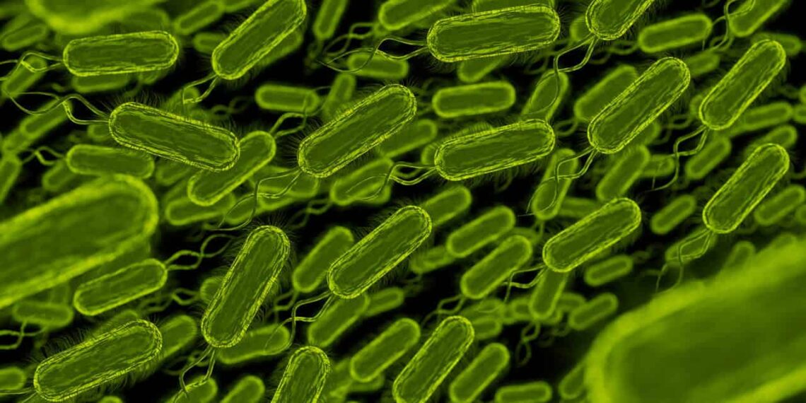 Embrapa promove formação sobre Bacillus e qualidade de bioinsumos agrícolas