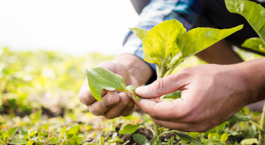 Paraná lança Banco Verde para impulsionar a economia ecológica