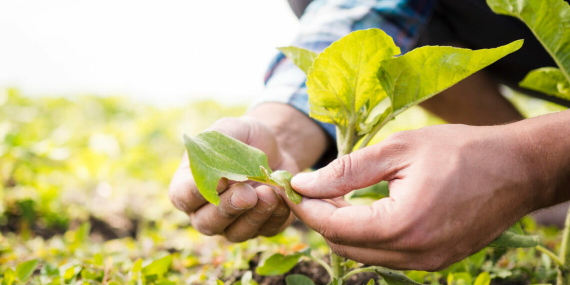 Paraná lança Banco Verde para impulsionar a economia ecológica